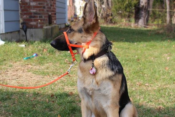 Dogs my love headcollar hot sale
