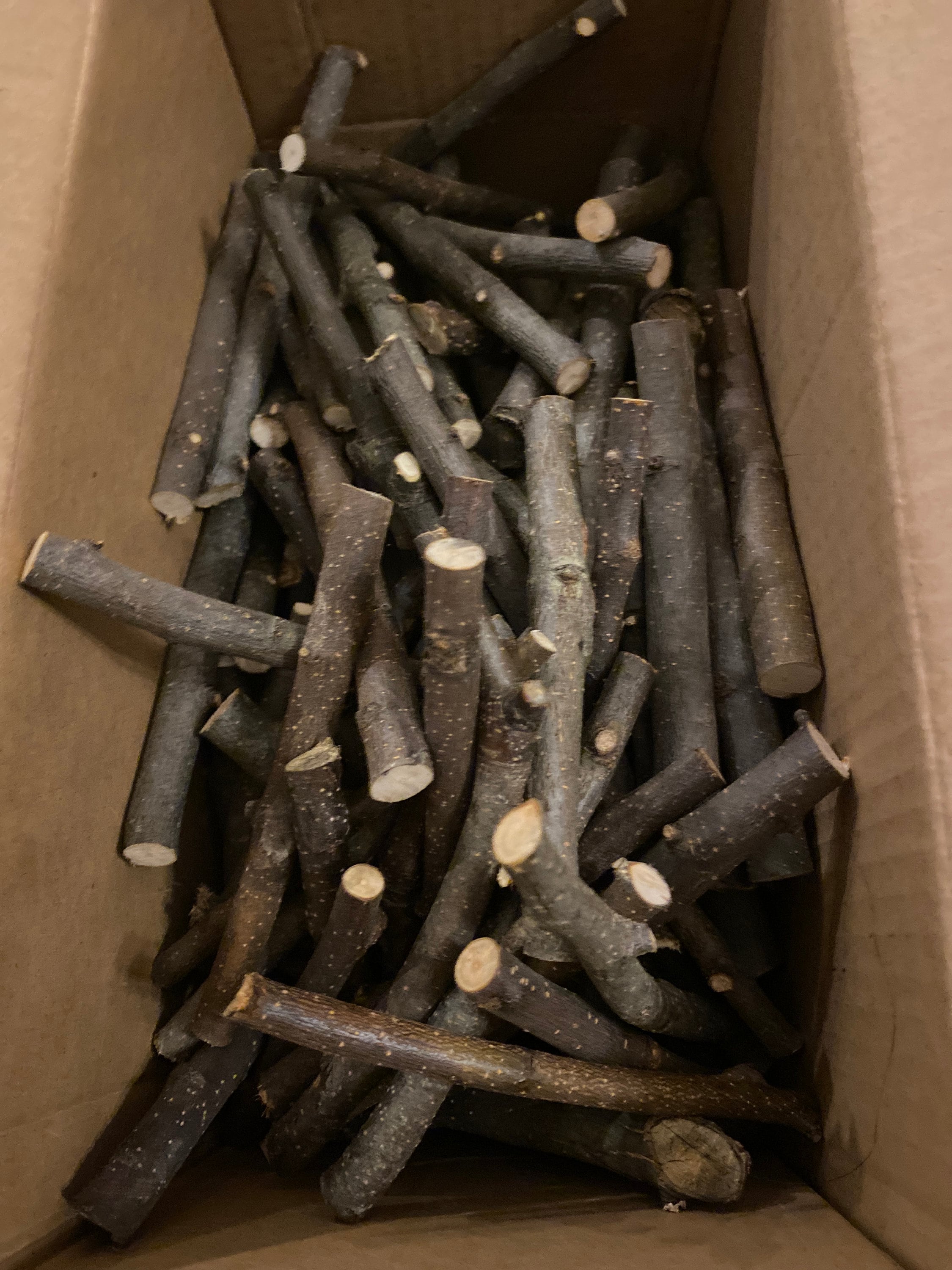 1/2 in by 5 in Fresh apple sticks for small pets: guinea pigs, chinchillas, rabbits, gerbils, hamsters, etc.