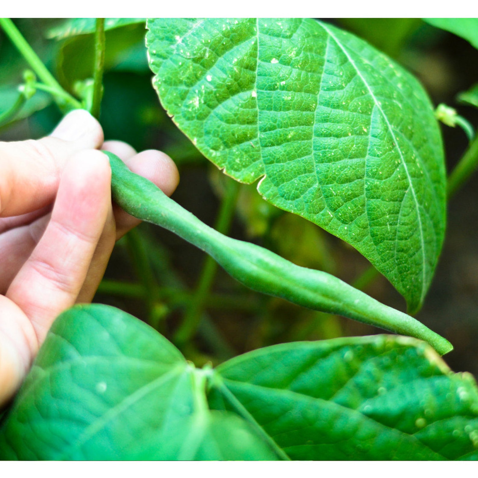 White Half Runner Seeds Heirloom Green Beans Etsy