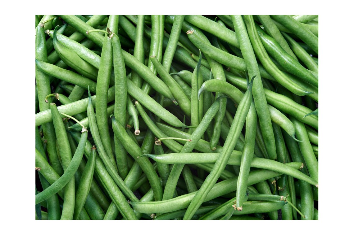 White Half Runner Seeds Heirloom Green Beans | Etsy White Half Runner Green Bean Seeds