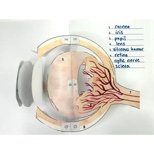 Puede incluir: Un modelo de papel de un ojo humano, con partes etiquetadas como la córnea, el iris, la pupila, el cristalino, el humor vítreo, la retina, el nervio óptico y la esclerótica. El modelo es de color beige, rosa y rojo, con el texto "Teacher Toy Shop".