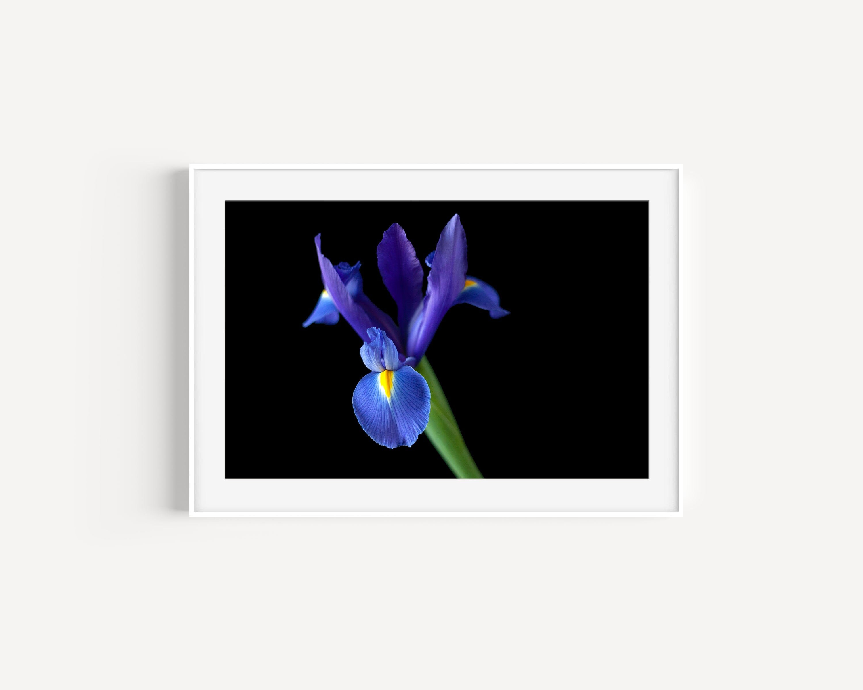 Iris print Downloadable art print Flower photography prints Etsy