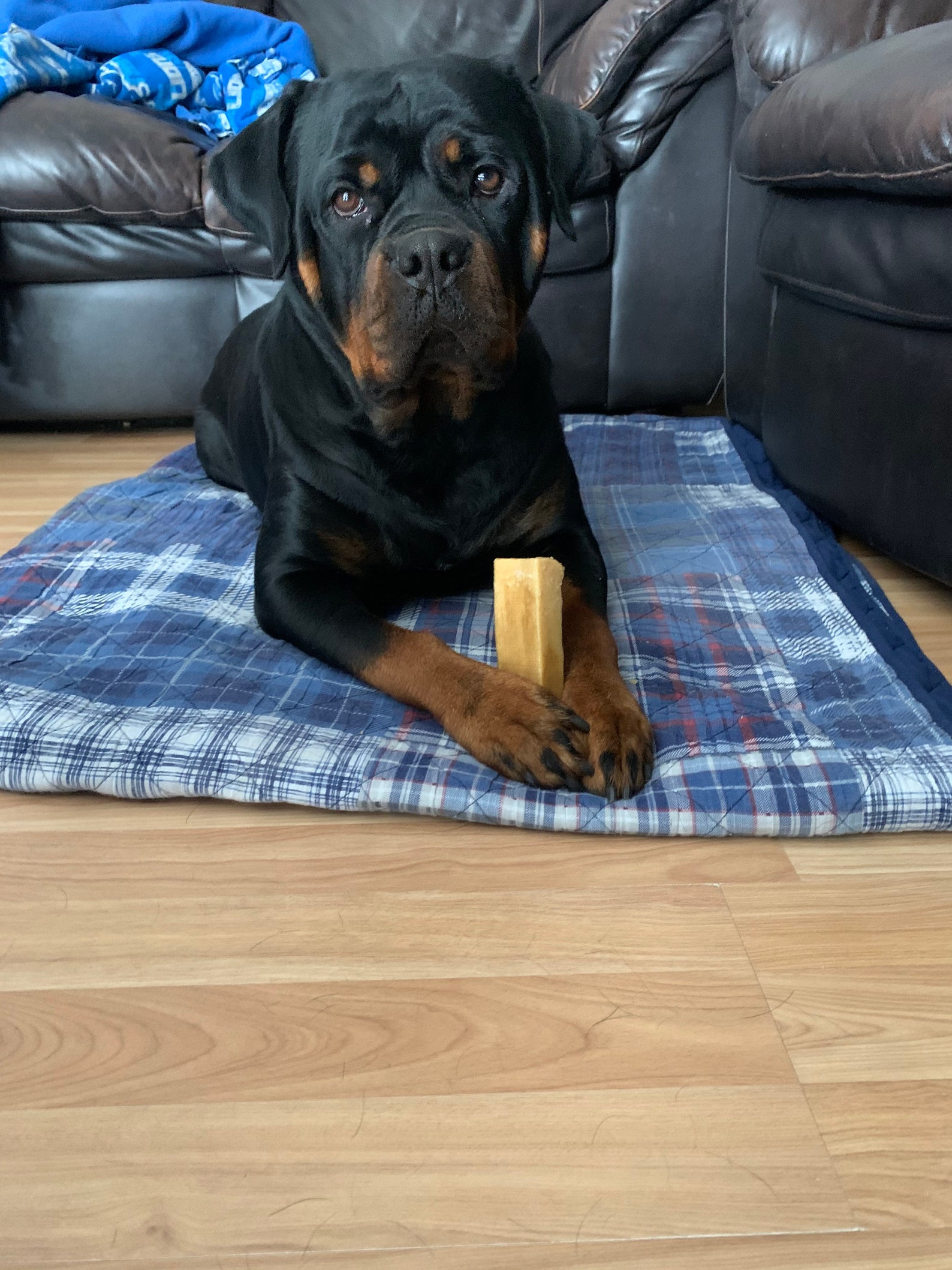 3 Pack EXTRA LARGE 1 POUND Himalayan Yak Cheese Bone Dog Etsy