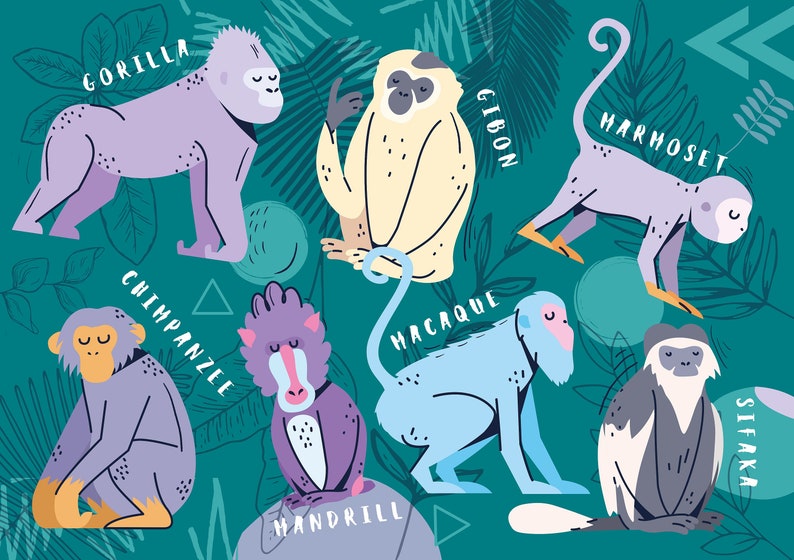 May include: An illustration of different types of monkeys, including a gorilla, gibbon, marmoset, chimpanzee, mandrill, macaque, and sifaka. Each monkey is depicted in a cartoon style with bright colours and unique features.