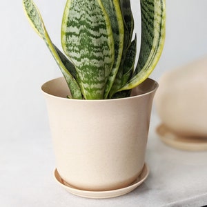 May include: A potted snake plant with green and yellow striped leaves in a light beige ceramic pot with a matching saucer.