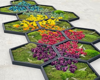 Rainbow Honeycomb Set | 24 Inch | Moss Wall Art | Hexagon Art | Nature Home Decor | Wall Art | Unique Decor | Sustainable Art | Green Wall