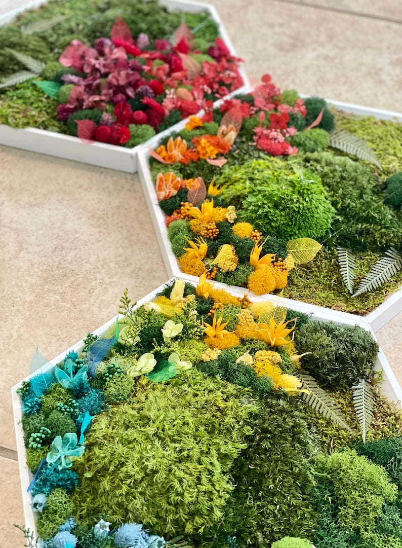 Rainbow Set Moss Wall Art Preserved Moss Etsy