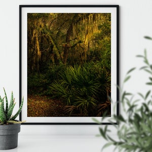 Moss Clearing Sunrise, Florida Tropical Foliage, Fine Art Color Photo Wall Art Print