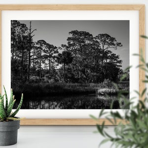 Sneak and Eat, Florida Wildlife, Birds, Fine Art Black and White Photo Wall Art Print
