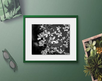 Spring Floral Spray, Florida, Fine Art Black and White Photo Wall Art Print