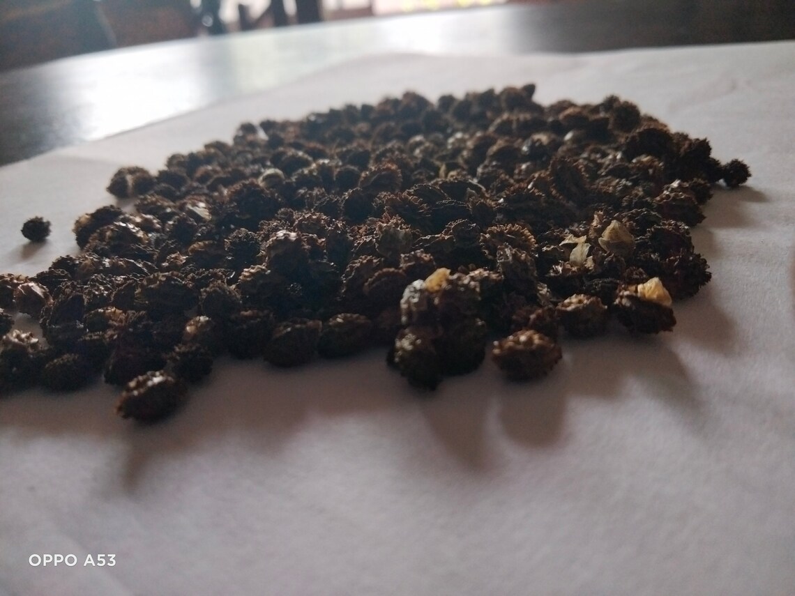 Sri Lankan Dried Papaya Seeds Powder Herbal for Health 100 Etsy