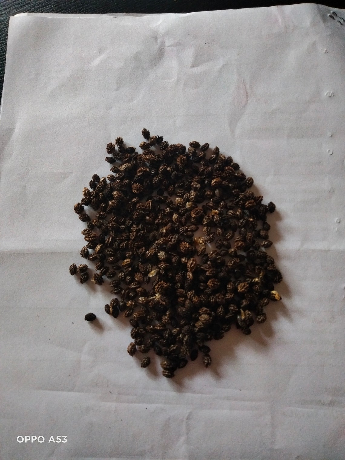 Sri Lankan Dried Papaya Seeds Powder Herbal for Health 100 Etsy