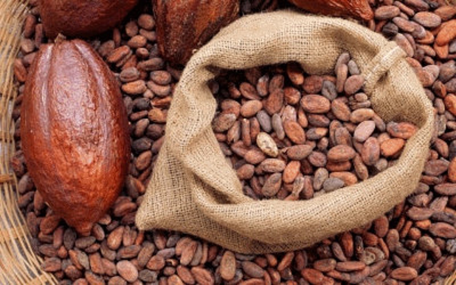 Seeds chocolate pod cacoa cacao humans addiction exclusive isn