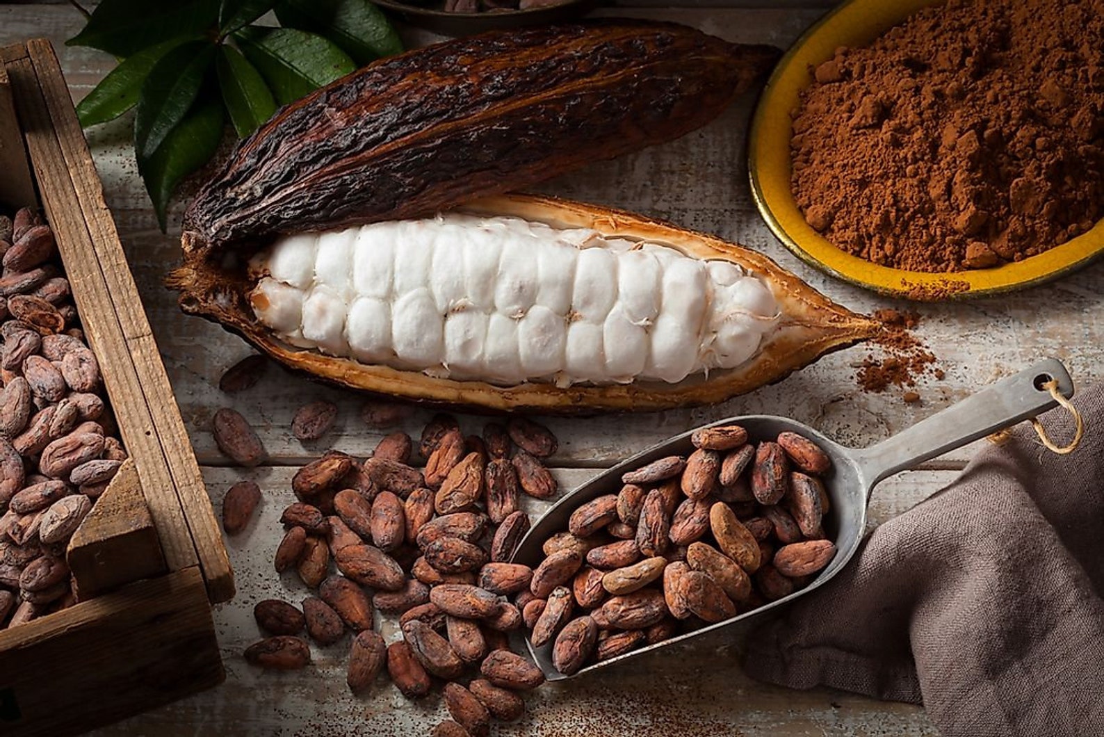 Cocoa Seeds Cacao Seeds Theobroma free shipping sri lanka Etsy