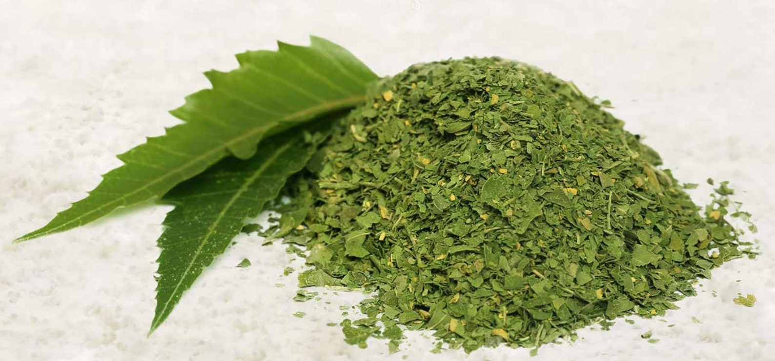Ceylon Fresh Natural Dry Neem Leaves Kohomba Leaves Etsy