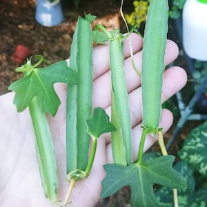 Cissus Quadrangularis Cuttings - Veldt Grape - Rare - Medicinal - Cucumber Cactus