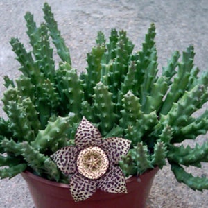 Orbea Stapelia Variegata - Rare and Unusual Succulent