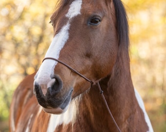 Photographer halter brown beige white black 4-5 meter leash hand strap photo halter horses horse photography shooting halter halter photo