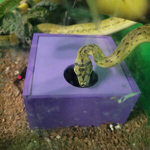 May include: A purple plastic box with a round hole in the front. A green snake with black markings is looking out of the hole.