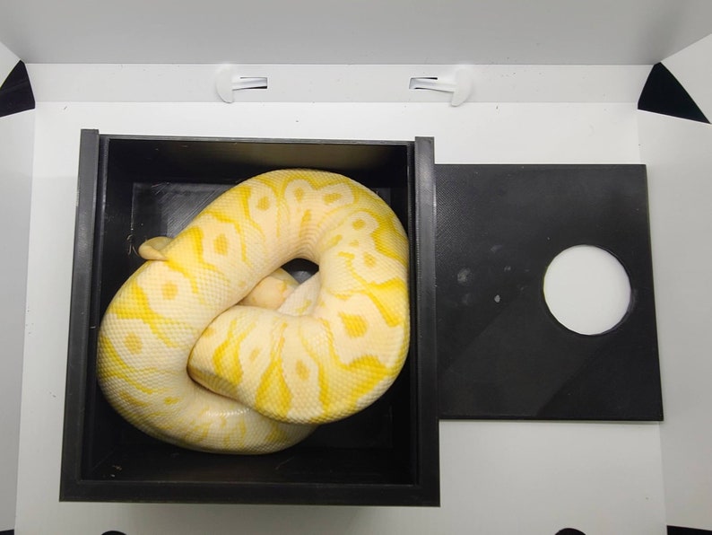 May include: A yellow and white snake with a patterned design is curled up in a black container. The container has a small round opening on the side.