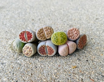 Lithops/Stone face succulents