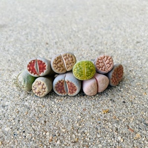 May include: A group of small, round, succulent plants with different colored patterns. The plants are arranged in a semi-circle on a gray, pebbled surface.
