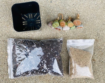 Lithops planting kit