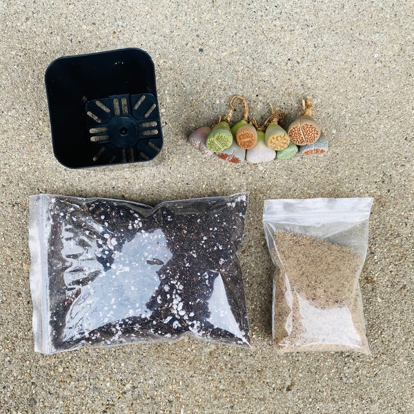 Lithops planting kit