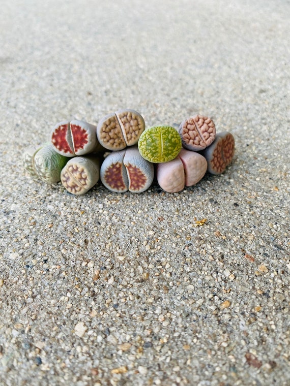garden seed starter kit The Premium Seed Starting Kit