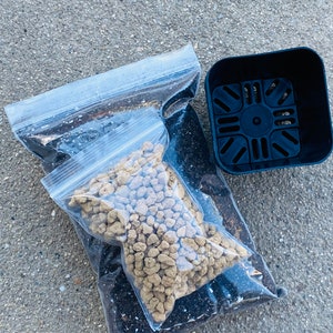Kit de plantación de lithops / tierra / abono de cobertura / macetas