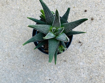 Haworthia attenuata concolor