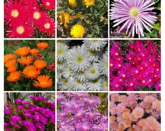 10x Mixed Fresh Lampranthus cuttings.  Mixed colours