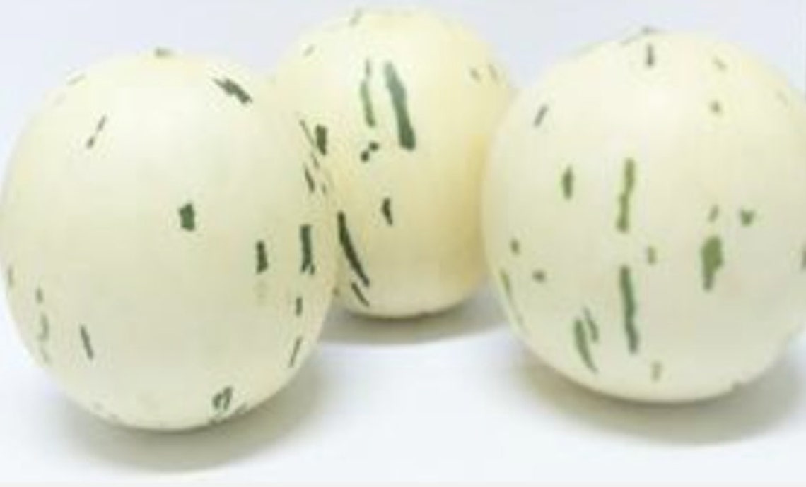 30x Viable Sweet Snowball Melon gaya Fresh Seeds. UK SELLER Etsy UK