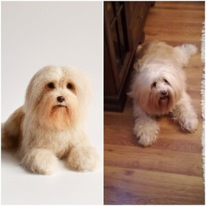 May include: A fluffy, cream-colored dog with long, flowing fur and a gentle expression. The dog is lying down, with its paws extended. The dog's fur is a soft, light beige color, and it has a long, flowing beard.