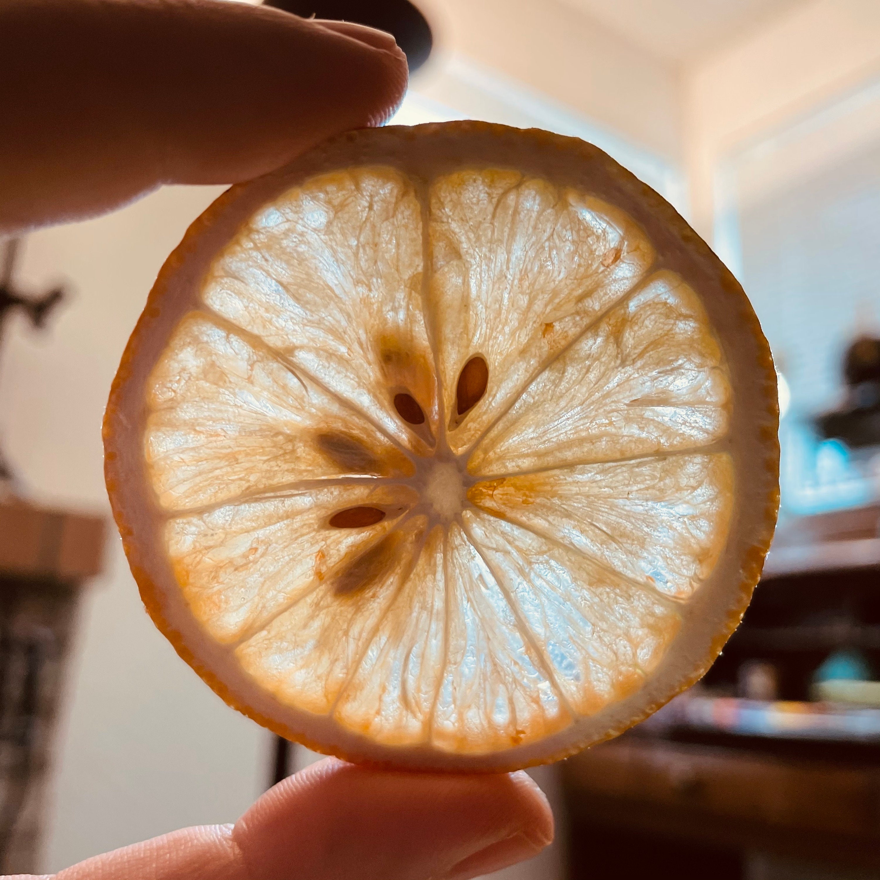 SinglePack FreezeDried Lemon 10 Packkeep longer with Etsy