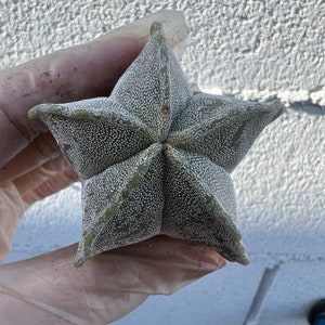 Astrophytum myriostigma