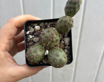 Opuntia fragilis var. denudata 'Potato'