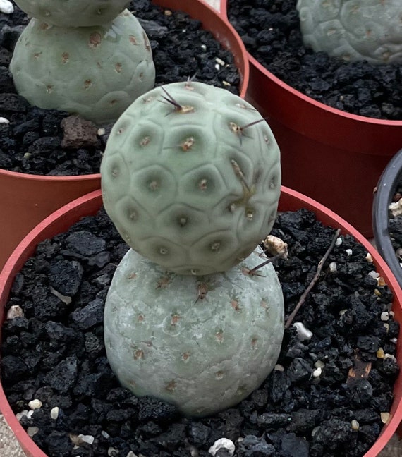 Tephrocactus Geometricus 2 Ball | Etsy