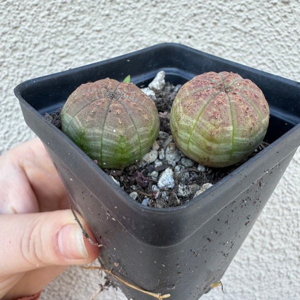 Euphorbia obesa  (EXACT ONE)