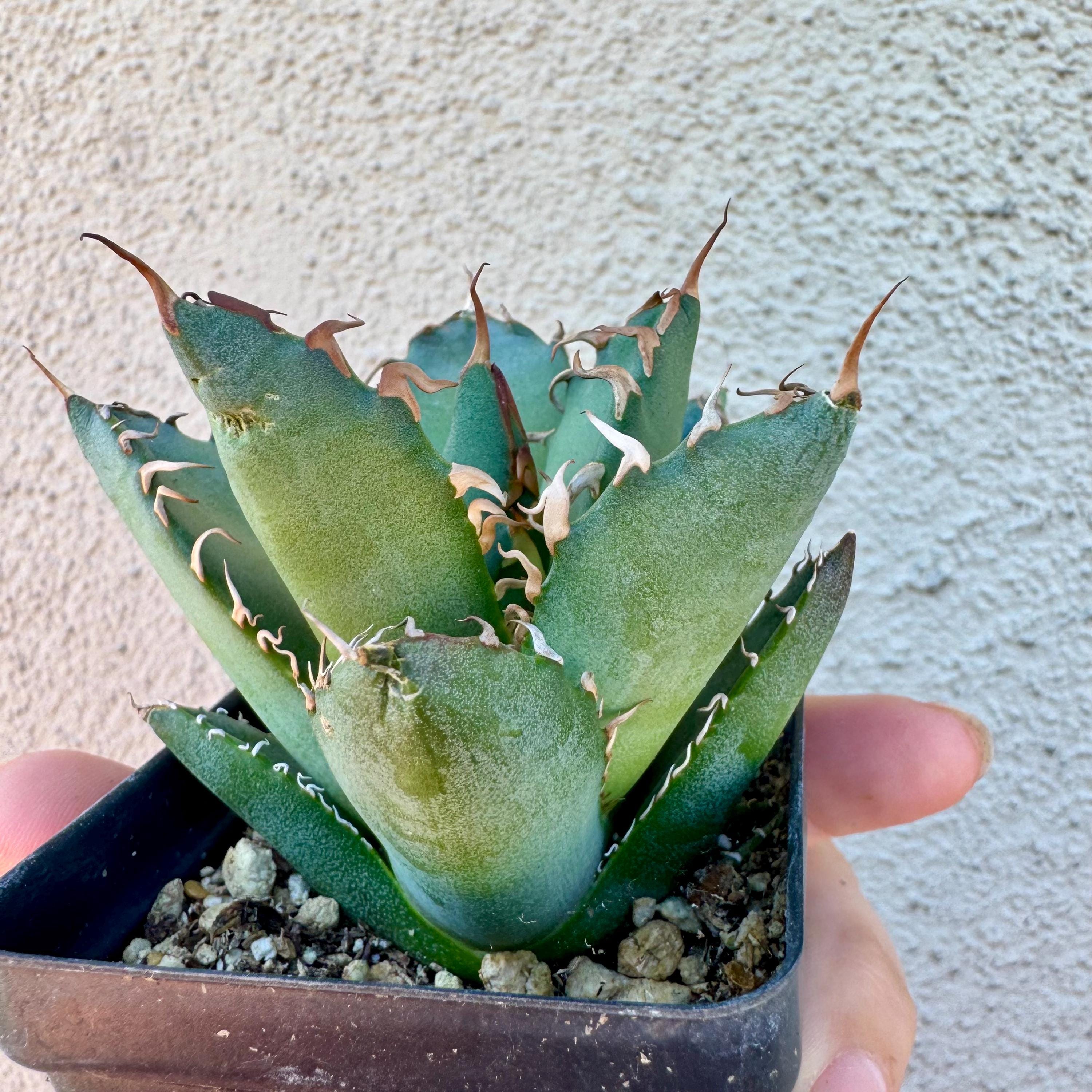 Agave Oteroi Seeds - Etsy Agave Oteroi Seeds - Etsy