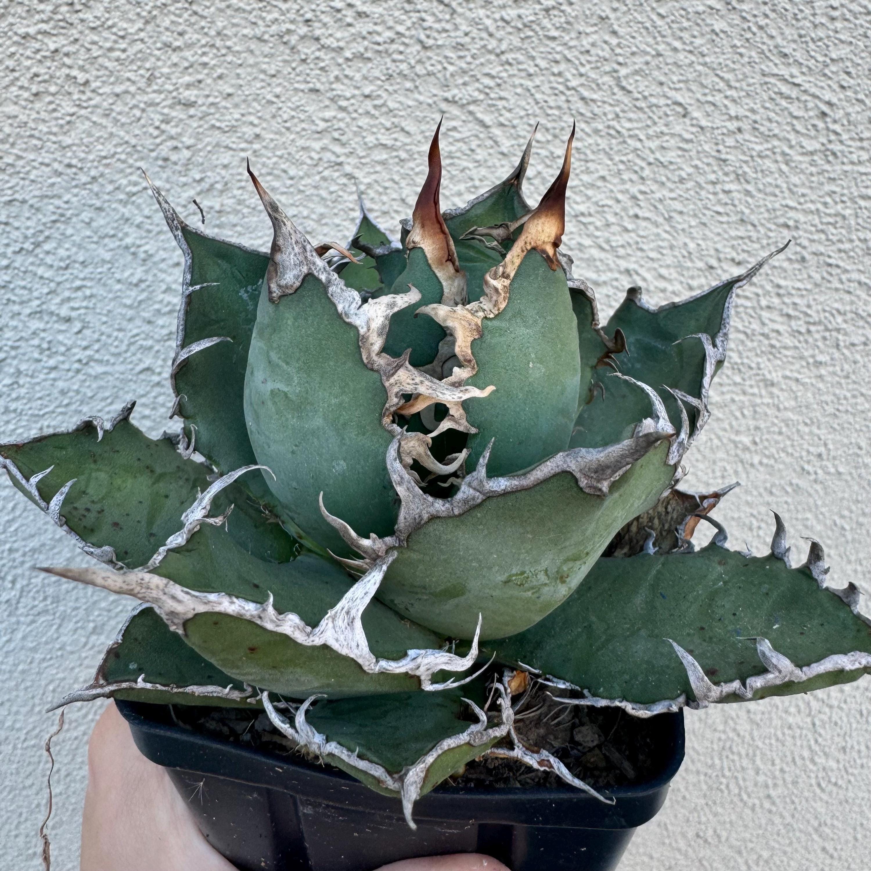 Agave Oteroi/titanota FO-076 EXACT ONE - Etsy 