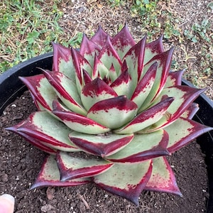 Echeveria agavoides &#39;Ebony’ (EXACT ONE)