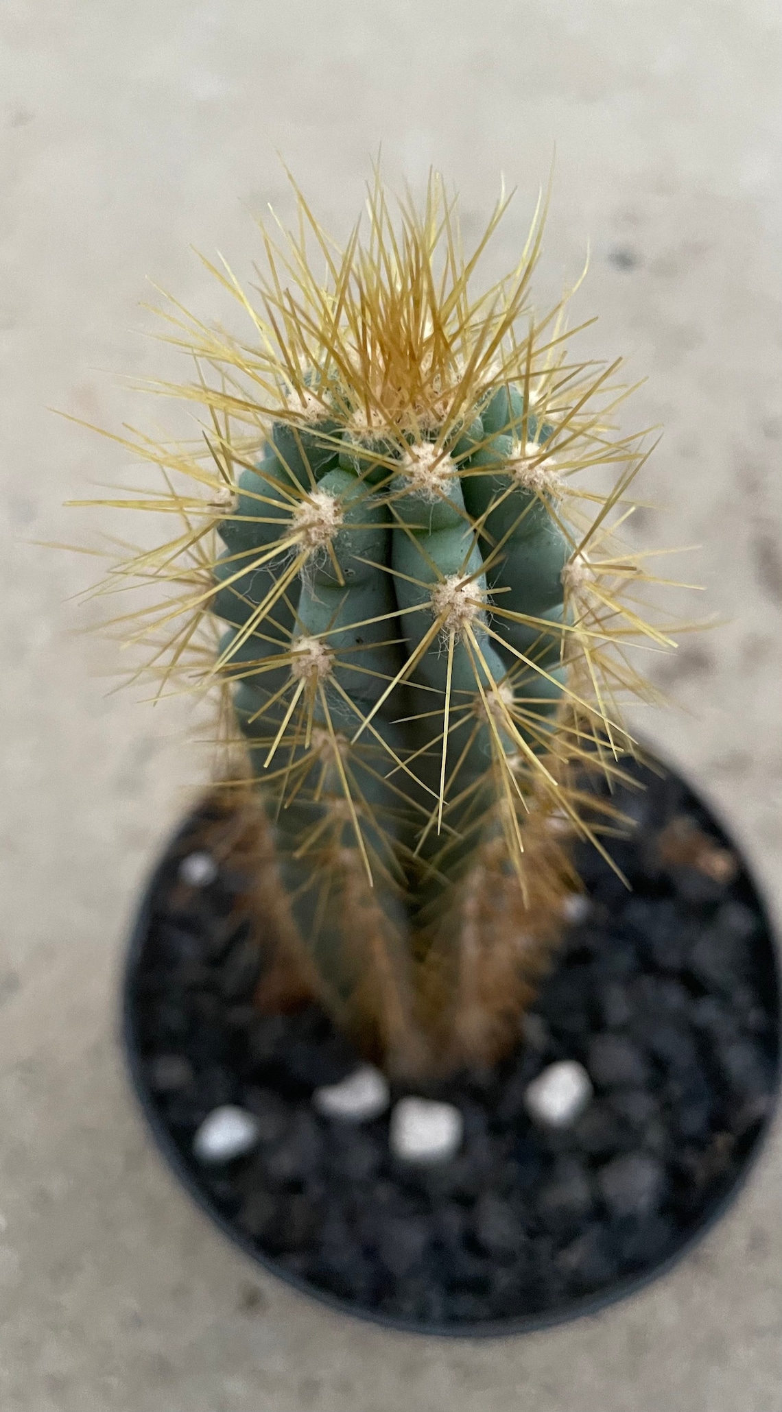 Pilosocereus Azureus Blue Torch Cactus - Etsy UK