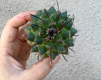 Mammillaria uncinata