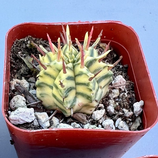 Euphorbia meloformis variegated