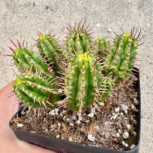 Euphorbia enopla variegated (EXACT ONE)