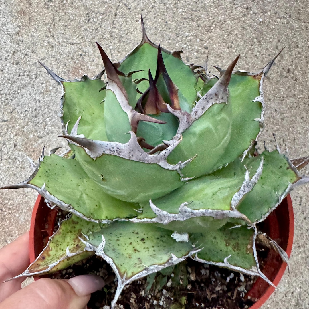 No.18【 AGAVE TITANOTA FO-76 】ボールタイプ 特選株 アガベ