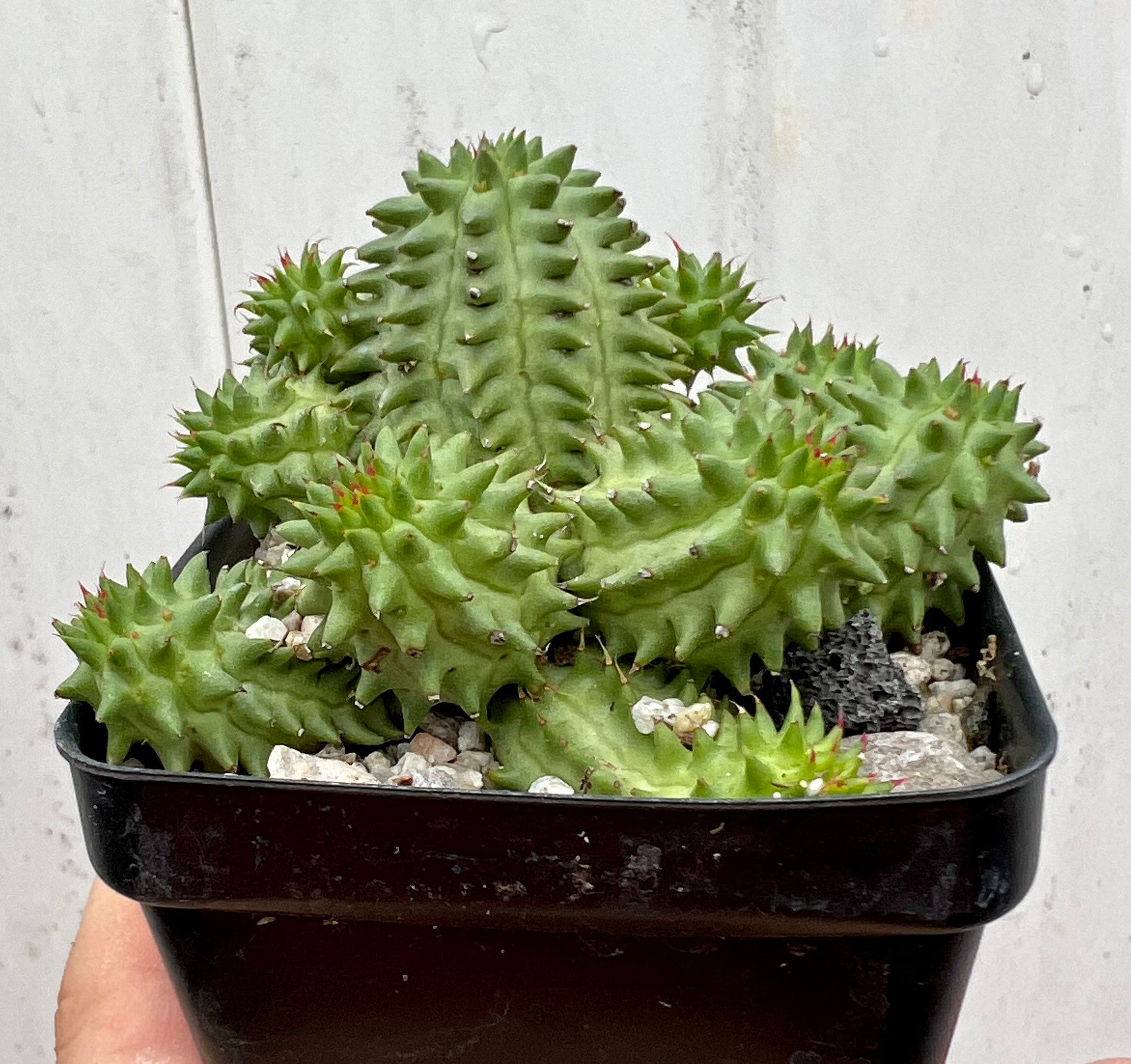 Künstlicher Kaktus Euphorbia Suzannae Catral — Brycus