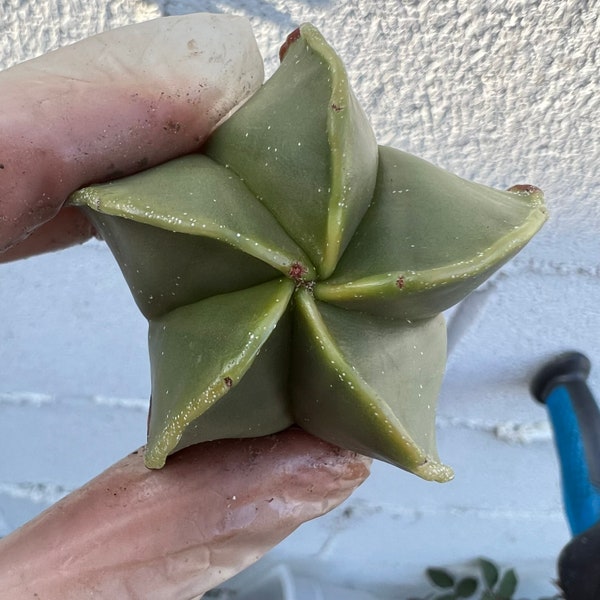 Astrophytum myriostigma nudum