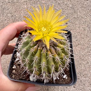 Neoporteria sp. (EXACT ONE)
